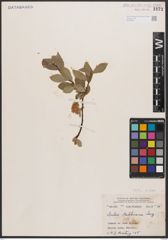 Salix bebbiana Sarg.